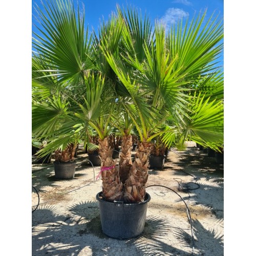 Washingtonia robusta multi troncos CT L (R/2V) -5º/-8º